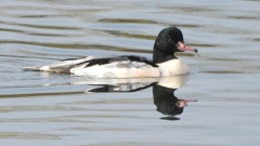 DSCN3091：カワアイサ（オス）