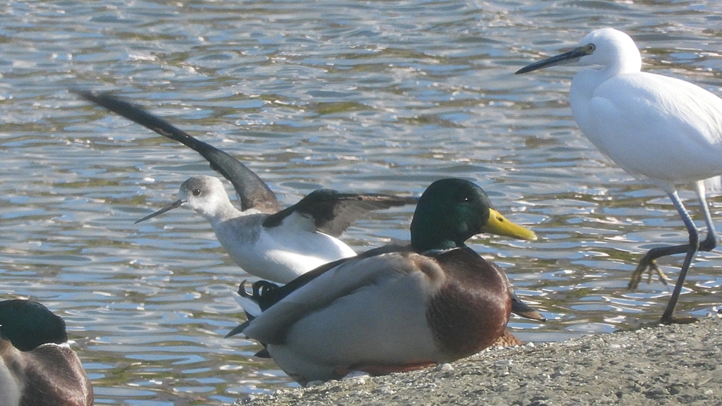 DSCN2183：セイタカシギ他