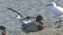 DSCN2183：セイタカシギ他