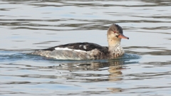 DSCN4462：ウミアイサ（オス）