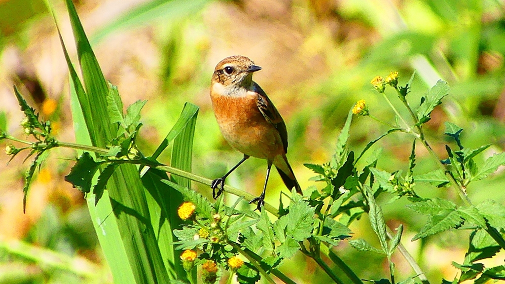 P2300249：ノビタキ