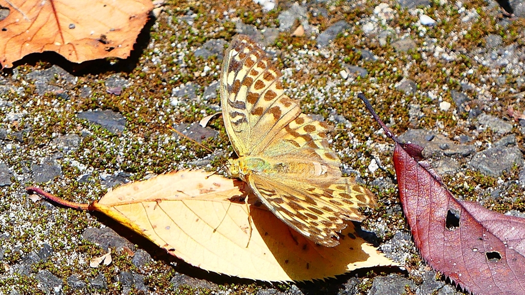 P2260424：ミドリヒョウモン