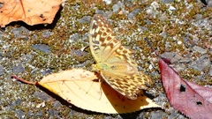 P2260424：ミドリヒョウモン
