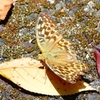 P2260424：ミドリヒョウモン