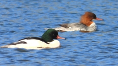 DSCN5866：カワアイサ