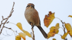 DSCN0735：モズ（メス）