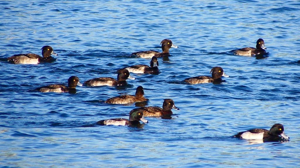 P2380119：キンクロハジロ