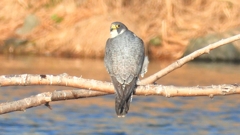 DSCN1475：ハヤブサ