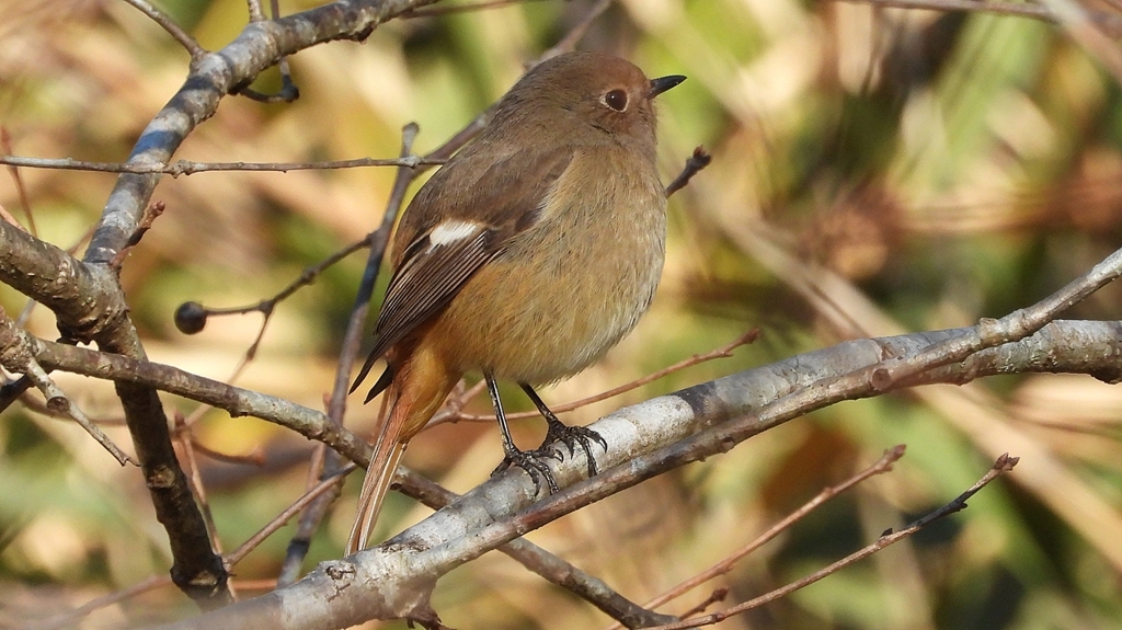 DSCN8148：ジョウビタキ（メス）