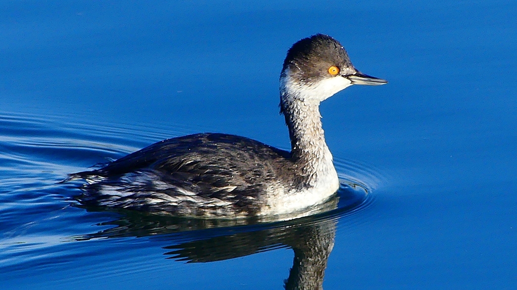 P2370172：ハジロカイツブリ
