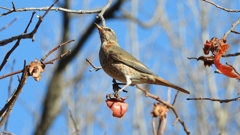 DSCN8879：ハチジョウツグミ