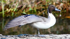 P2400002：オナガガモ（オス）