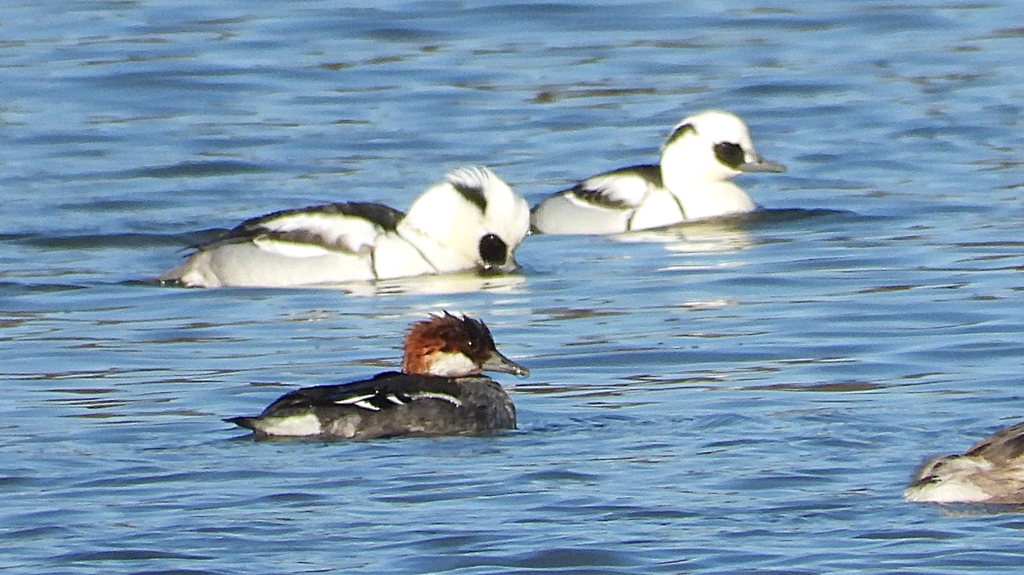 DSCN5049：ミコアイサ