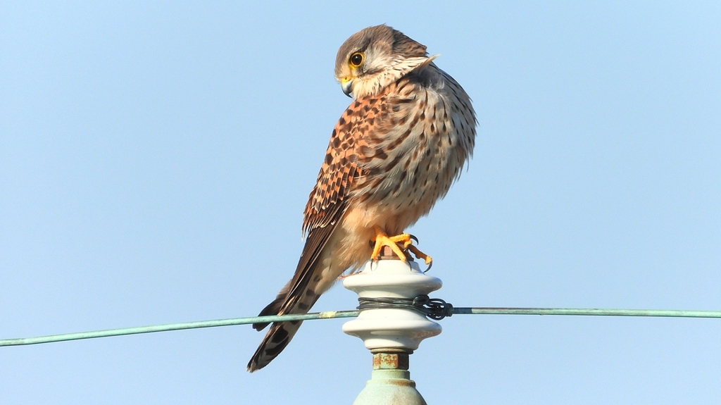 DSCN6575：チョウゲンボウ