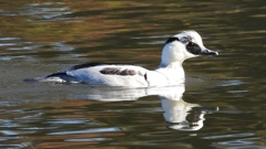 DSCN4934：ミコアイサ（オス）