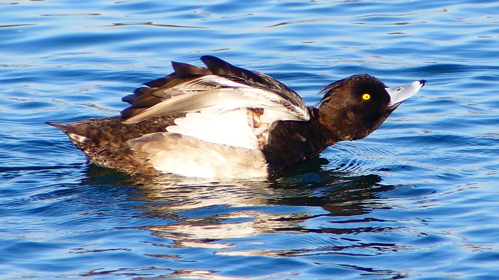 P2380398：キンクロハジロ（オス）