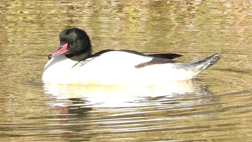 DSCN1918：カワアイサ（オス）