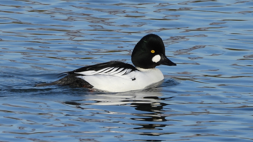 DSCN2526：ホオジロガモ（オス）