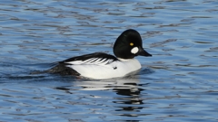 DSCN2526：ホオジロガモ（オス）