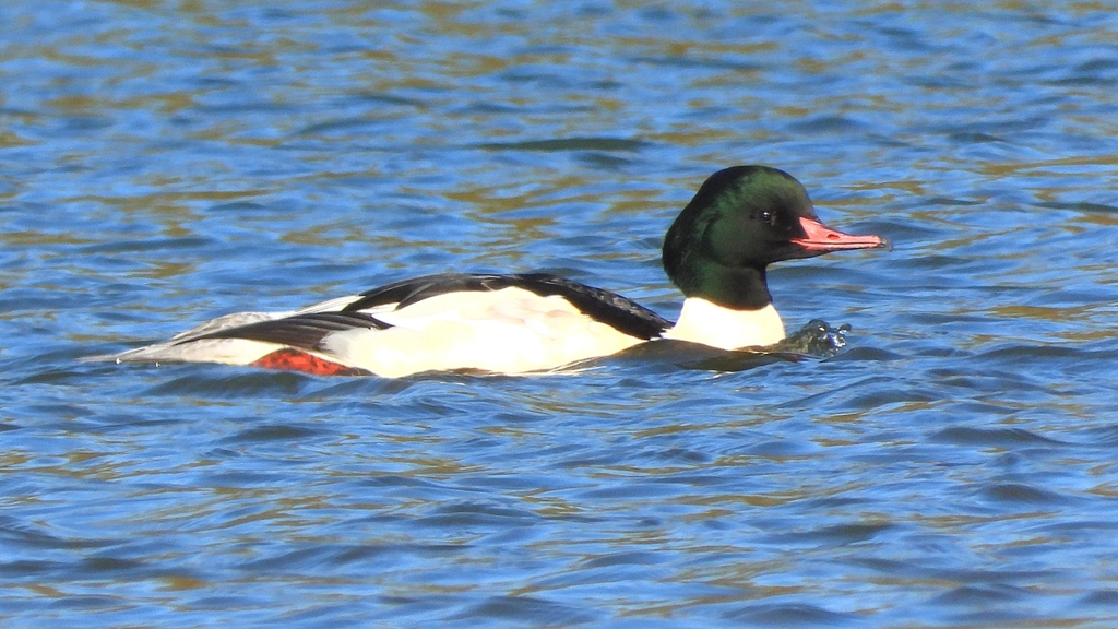 DSCN5890：カワアイサ