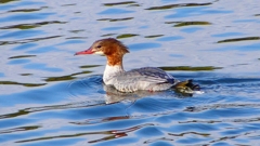 P2390185：カワアイサ（メス）