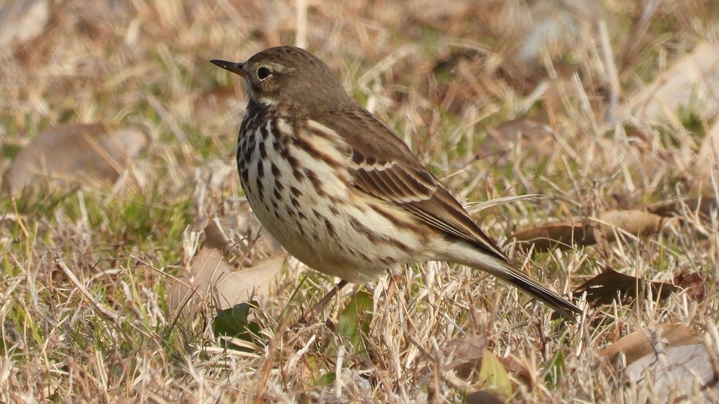 DSCN7576：タヒバリ