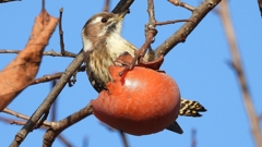 DSCN8665：コゲラ