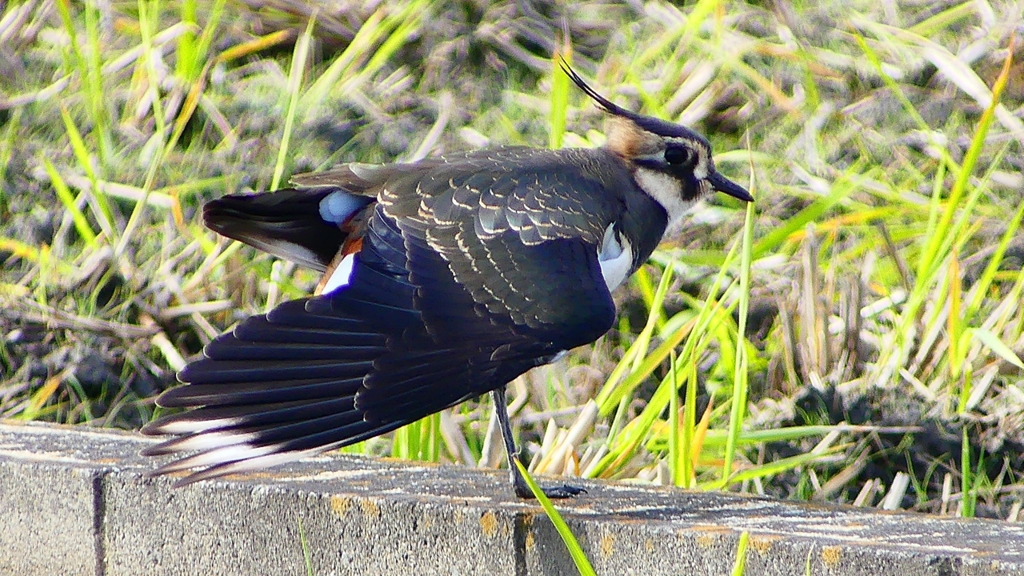 P2340790：タゲリ