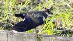 P2340790：タゲリ