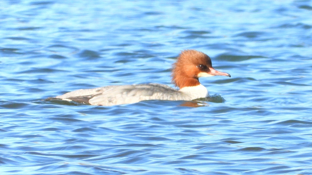 DSCN5885：カワアイサ