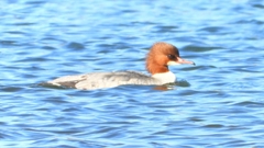 DSCN5885：カワアイサ