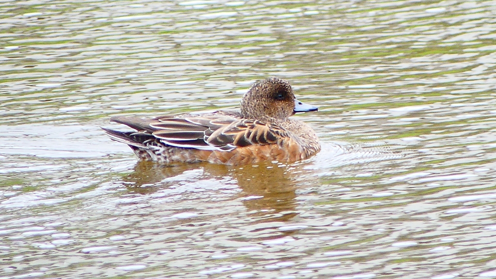 P2340175：ヒドリガモ