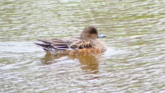 P2340175：ヒドリガモ