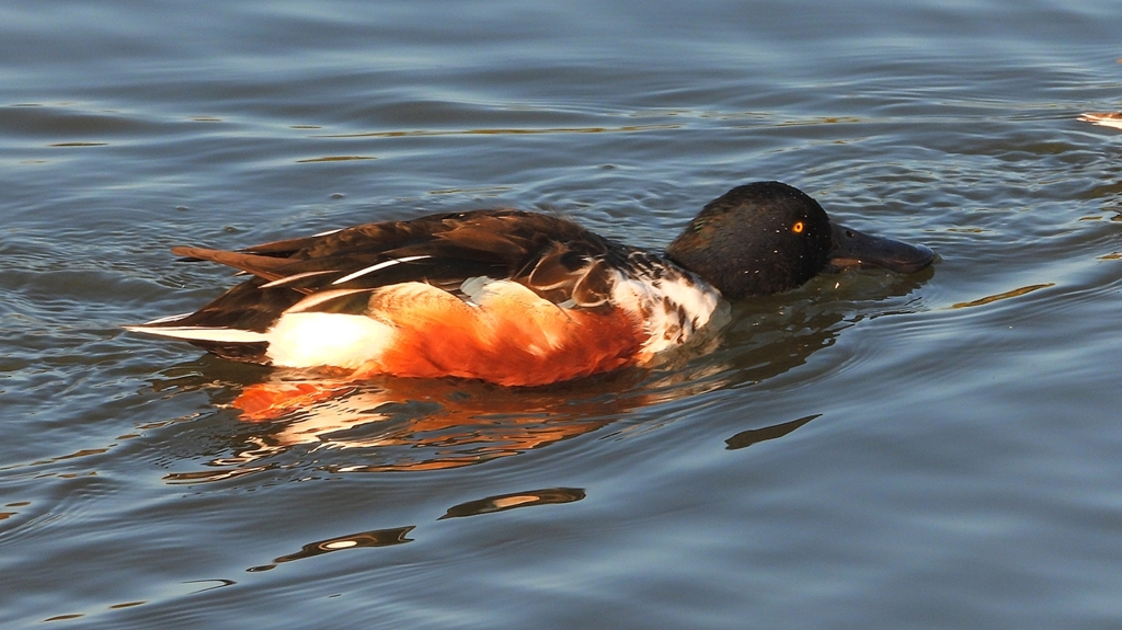 DSCN5951：ハシビロガモ