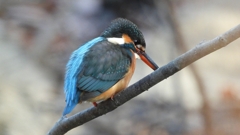 DSCN7950：カワセミ（メス）