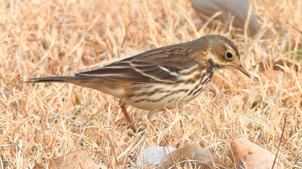 DSCN7604：タヒバリ