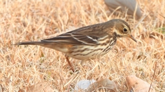 DSCN7604：タヒバリ