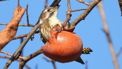 DSCN8675：コゲラ