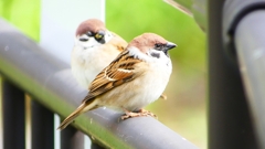 P2340249：スズメ