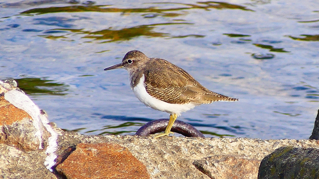 P2360698：イソシギ