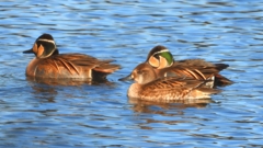 DSCN7886：トモエガモ