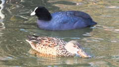 DSCN6059：ハシビロガモ