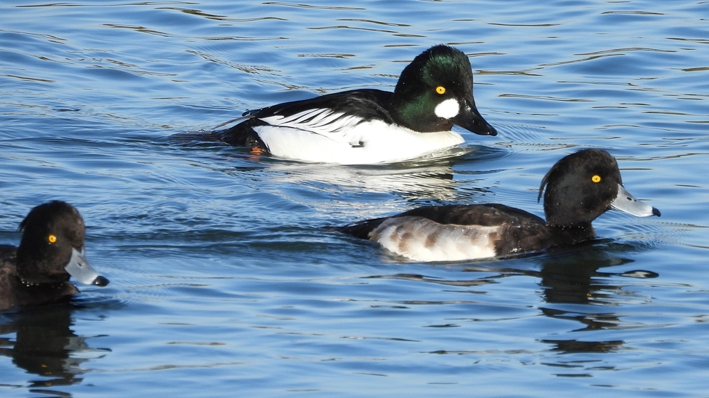 DSCN2749：ホオジロガモ（オス）、キンクロ