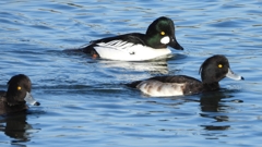 DSCN2749：ホオジロガモ（オス）、キンクロ