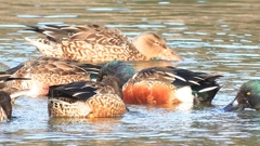 DSCN6091：ハシビロガモ