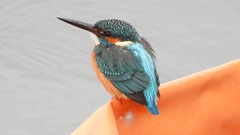 DSCN3377：カワセミ（オス）