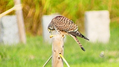 P2340523：チョウゲンボウ