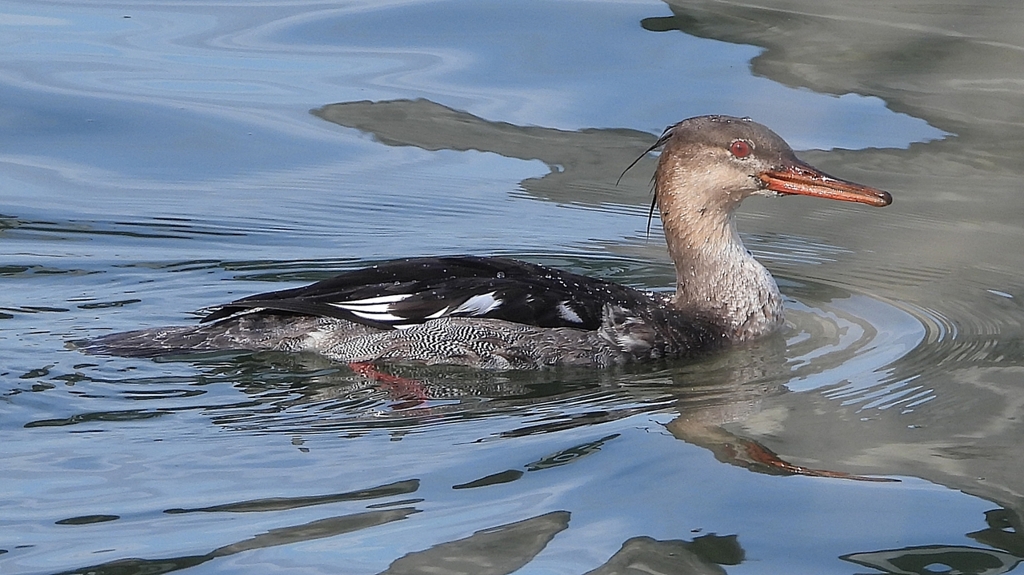 DSCN3173：ウミアイサ（オス）