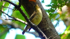 P2320425：キビタキ（メス）