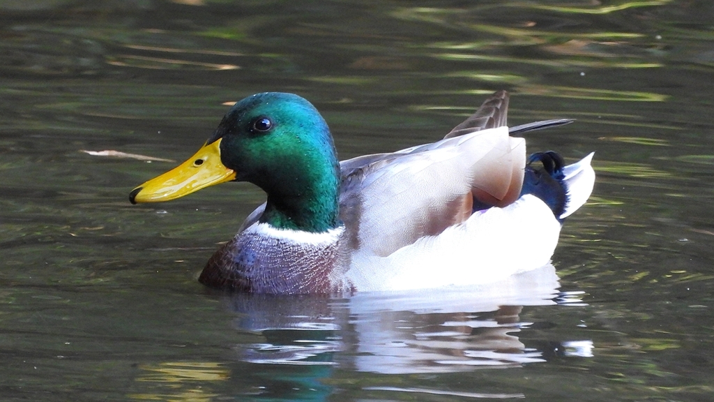 DSCN0031：マガモ（オス）